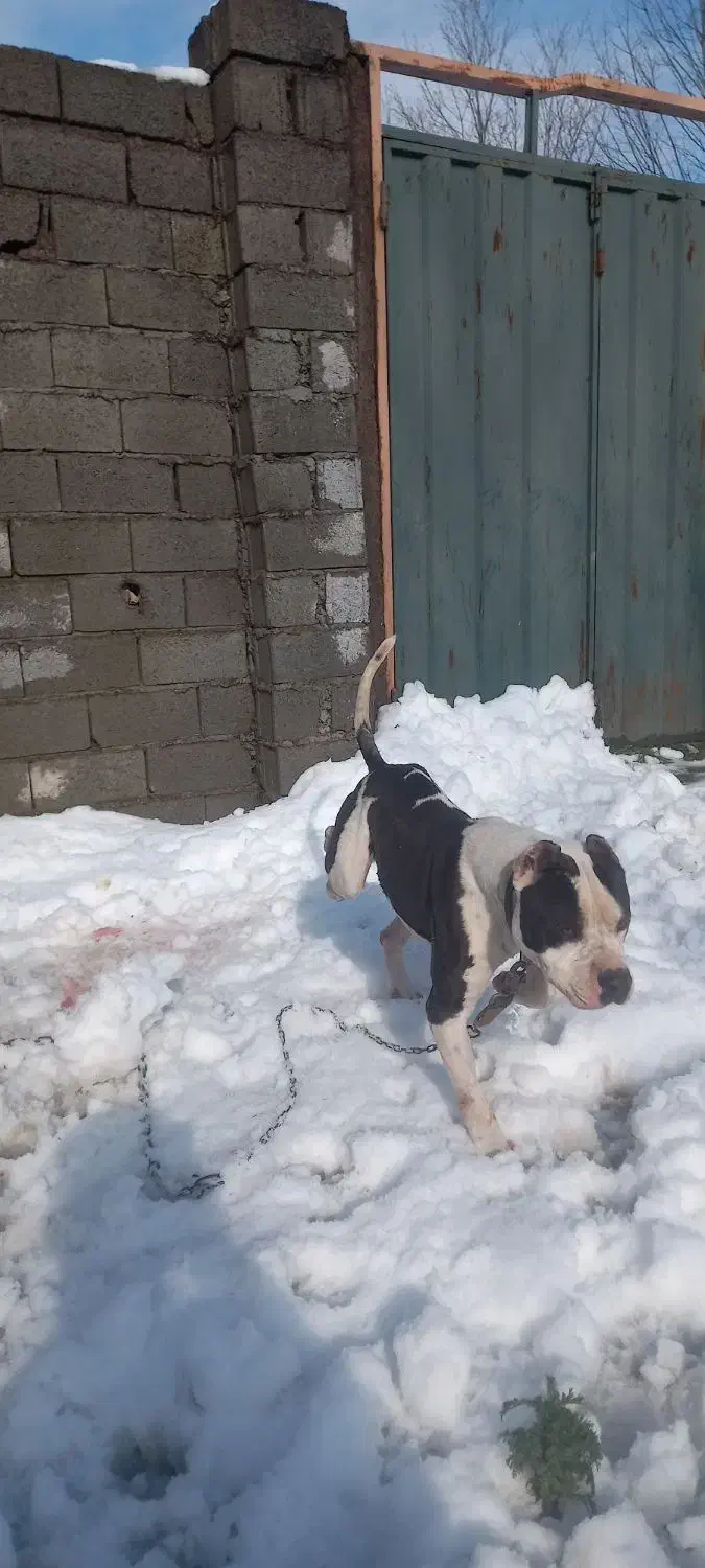 پیتبول|سگ|لاهیجان, شیشه گران|دیوار