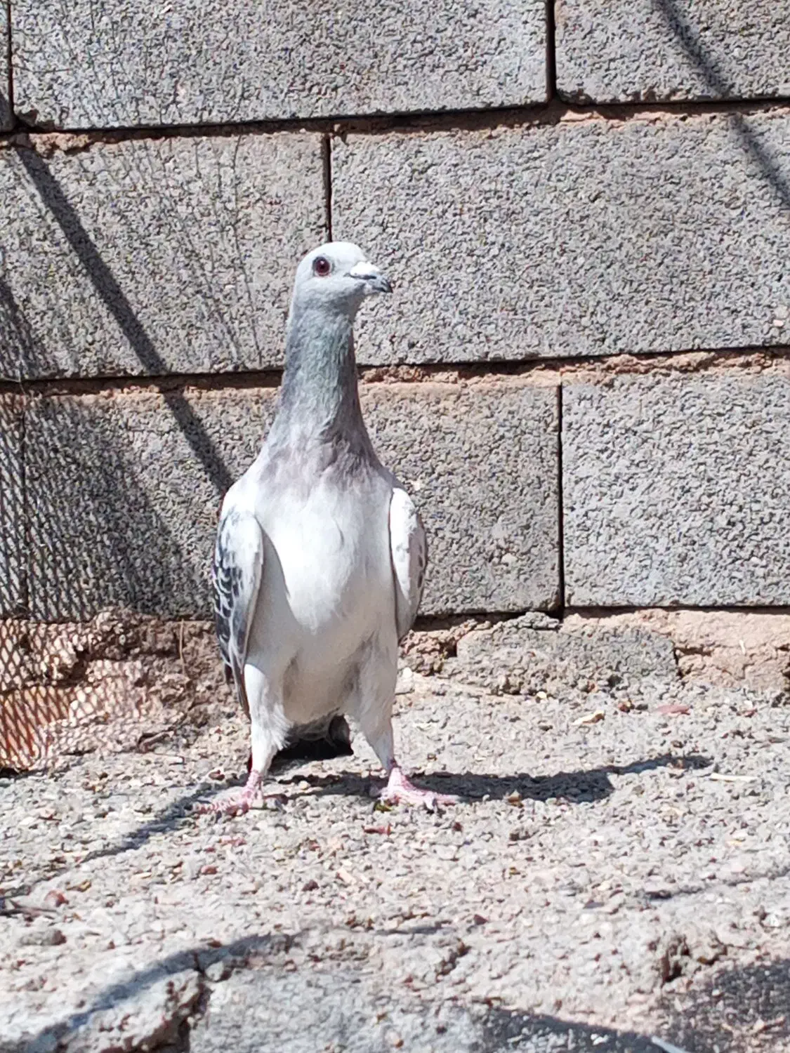 8 تا نر پریده|پرنده|بهرمان, |دیوار