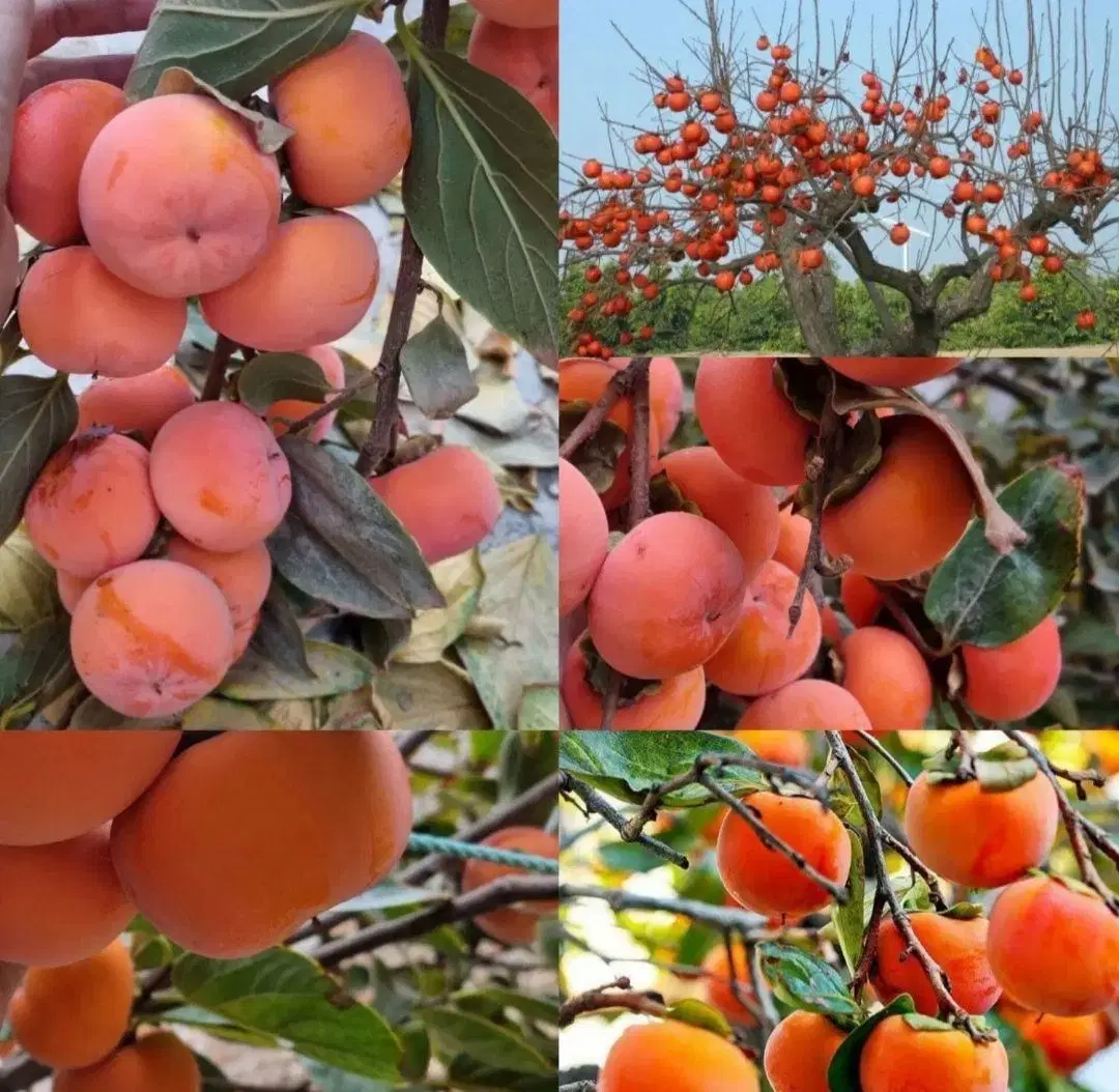 نهال گلابی پیوندی با رشد سریع|خدمات باغبانی و درختکاری|شیراز, حومه شیراز|دیوار