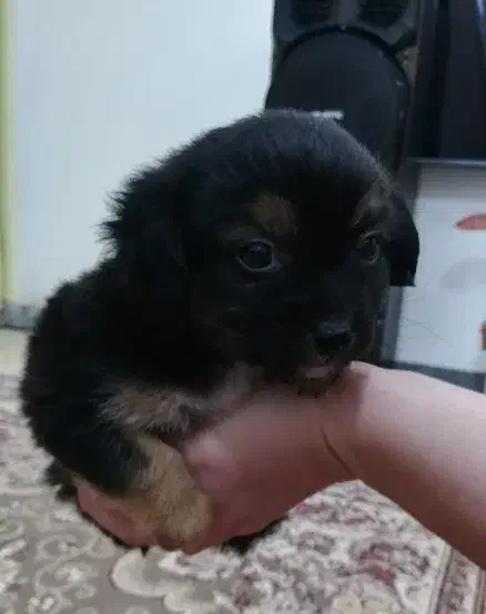 توله پاکوتاه دوماهه|سگ|کیاشهر, |دیوار