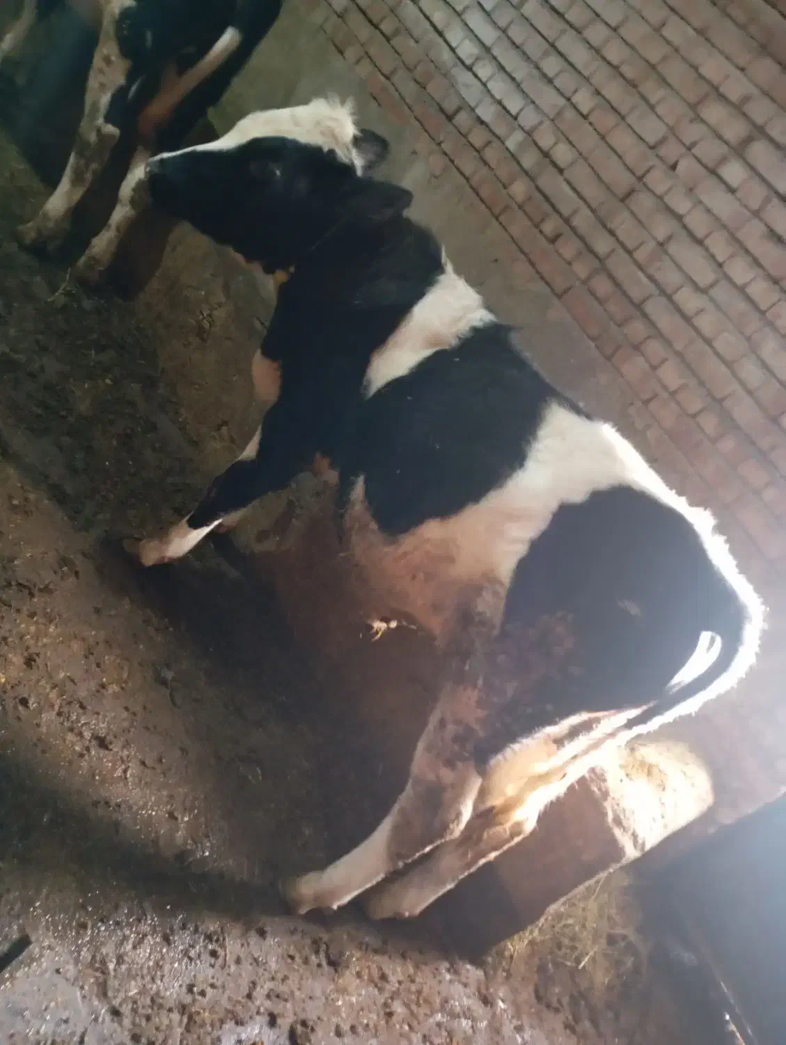 گوساله|حیوانات مزرعه|نظر کهریزی, |دیوار