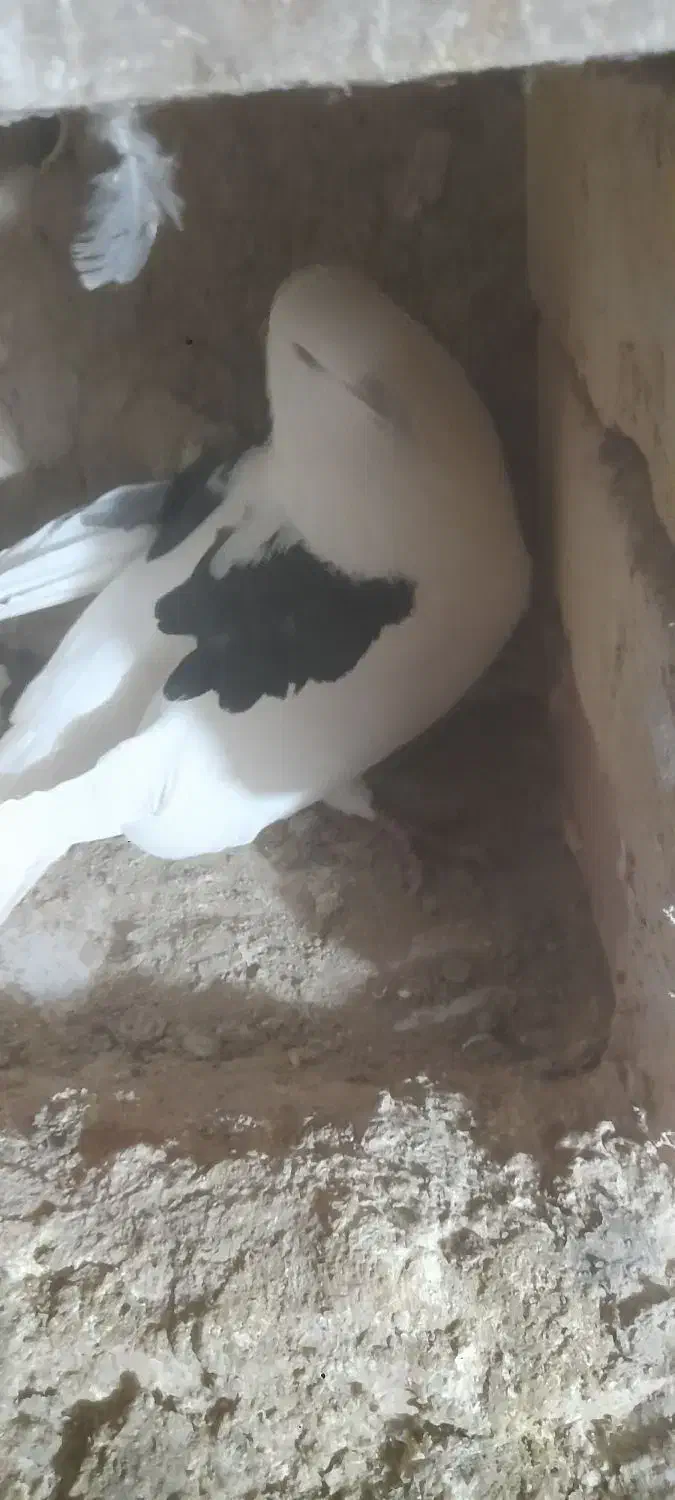 کبوتر|پرنده|سلطانیه, |دیوار