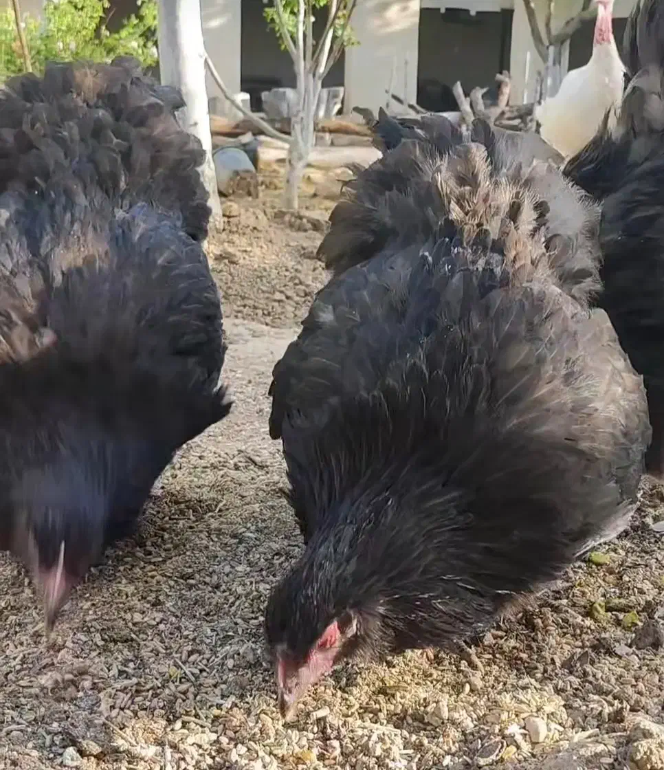 تخم نطفه دار اورپینگتون و ویاندوت|حیوانات مزرعه|تهران, جی|دیوار