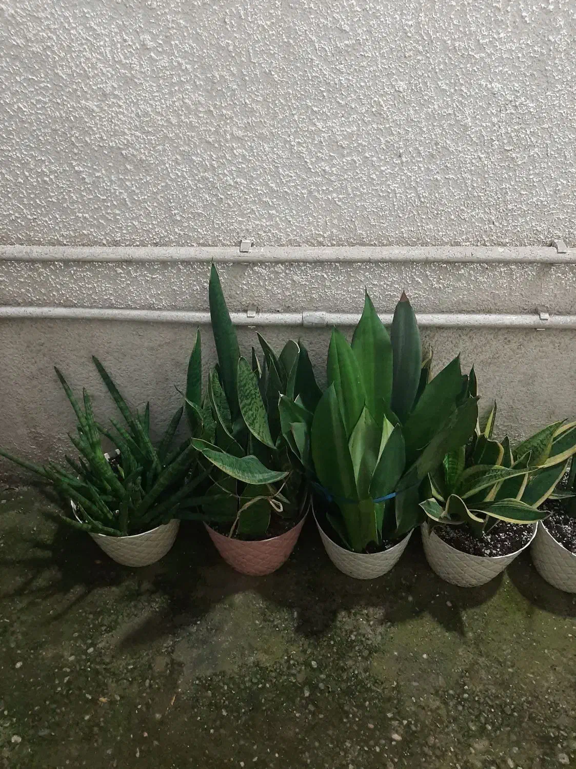 گل طبیعی|حراج|قائمشهر, |دیوار