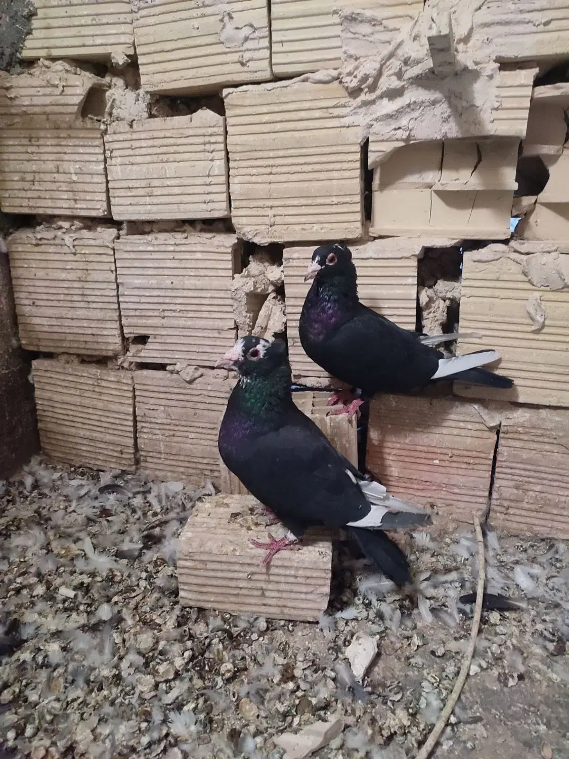 سار سبز مسافتی مینا کرمانی یهودی کویتی|پرنده|مه ولات, |دیوار