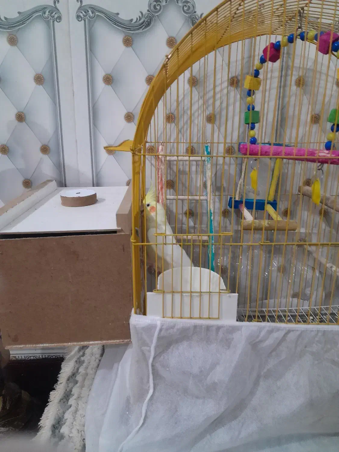 عروس هلندی|پرنده|هریس, |دیوار