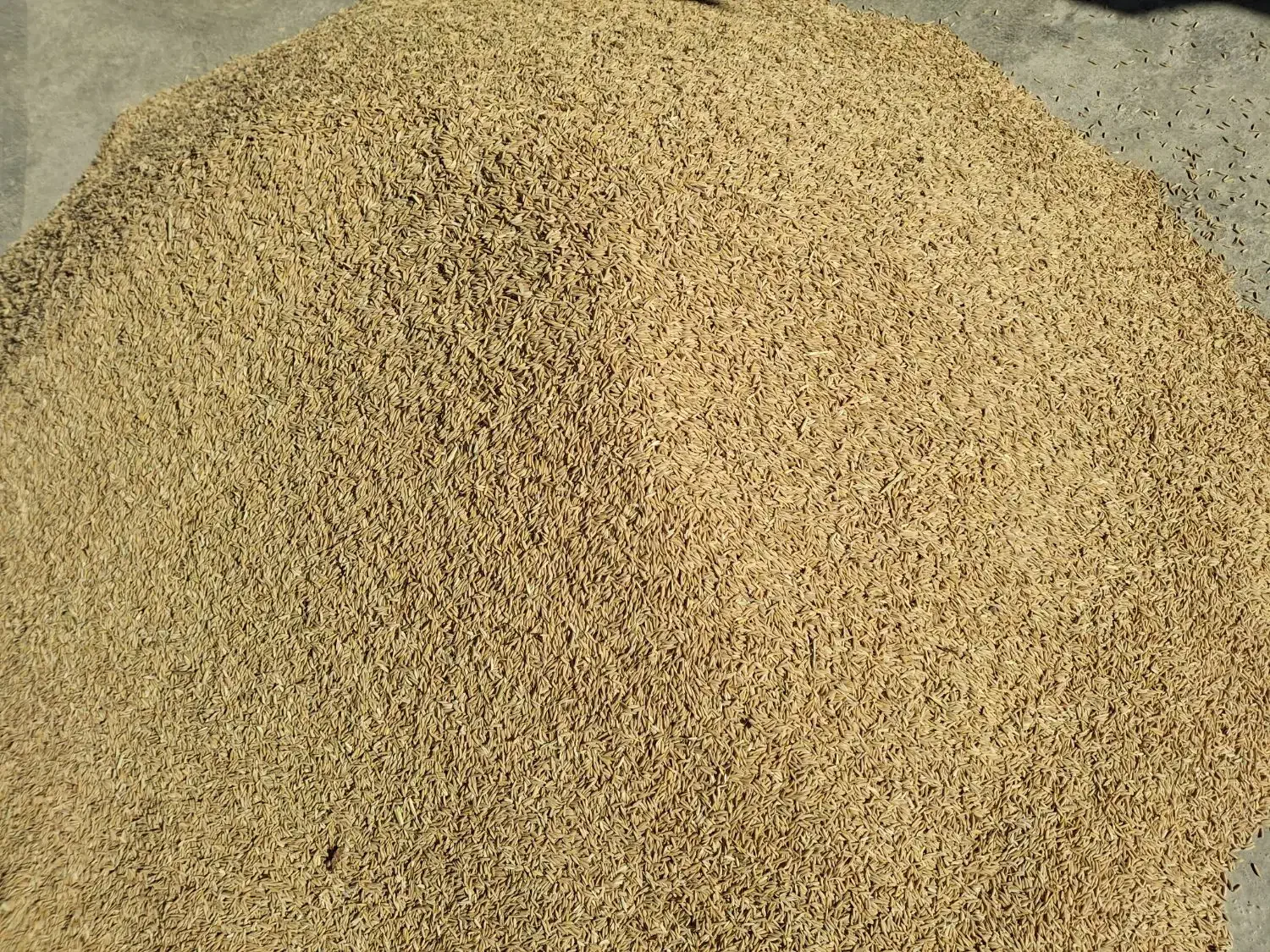 برنج چلتوک فجرتراب|خوردنی و آشامیدنی|دهدشت, |دیوار