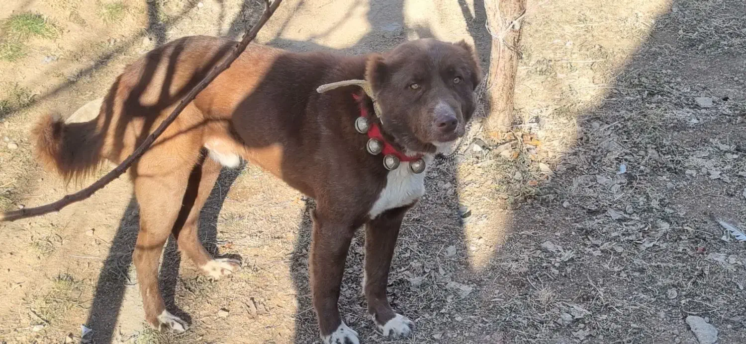 سگ قدرجونی|سگ|مبارکه, |دیوار