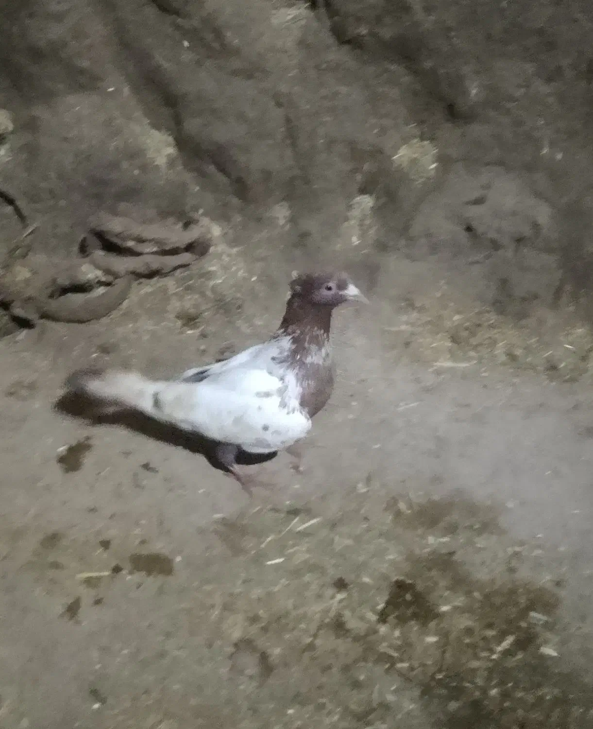 کبوتر کله یی ‌|پرنده|سراجو, |دیوار