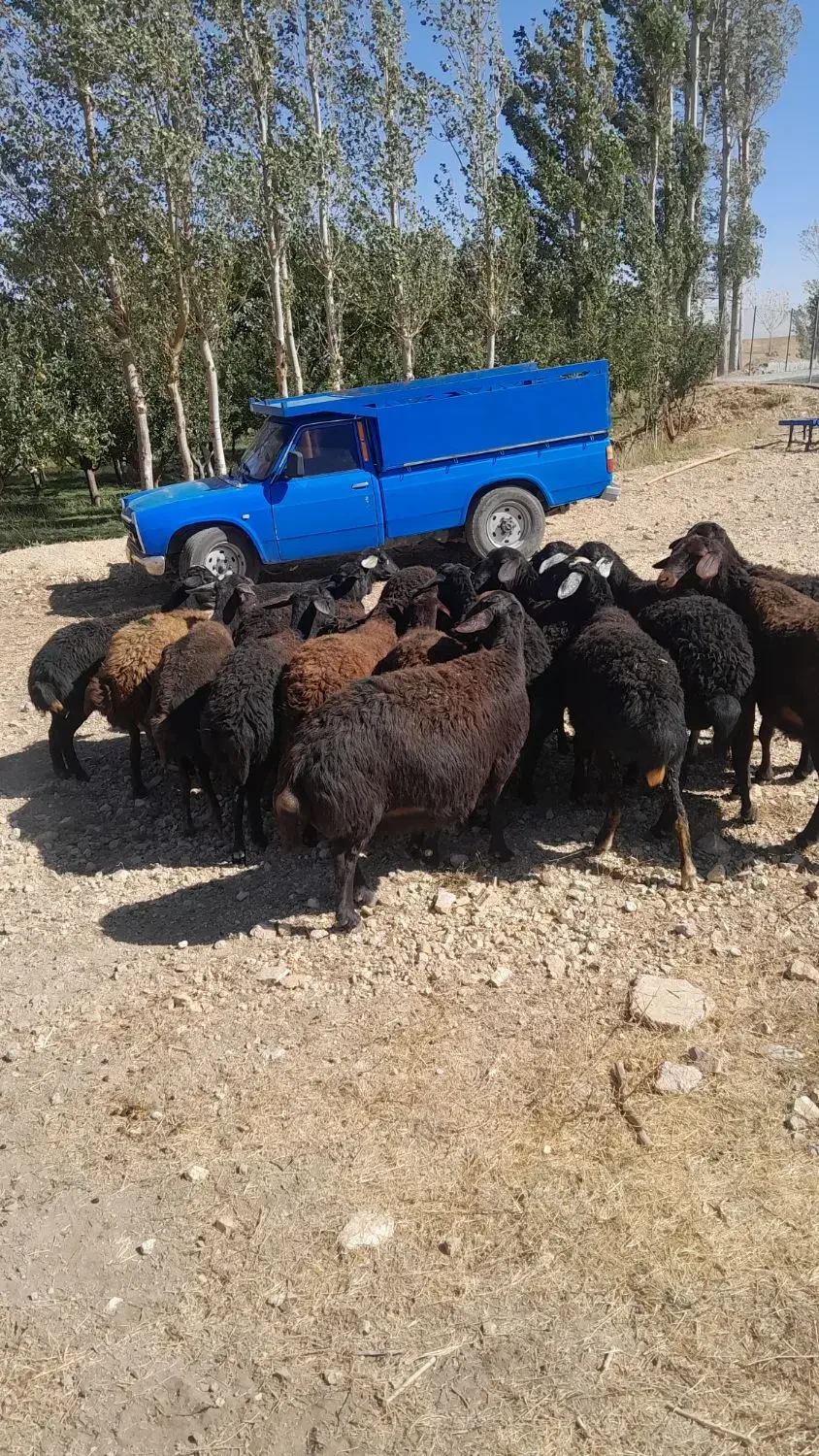 فروش گوسفند ۲۰ارس قره قزل|حیوانات مزرعه|ماهنشان, |دیوار