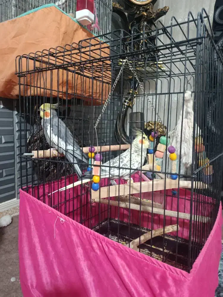 عروس هلندی سخنگو|پرنده|مشکین‌دشت, |دیوار