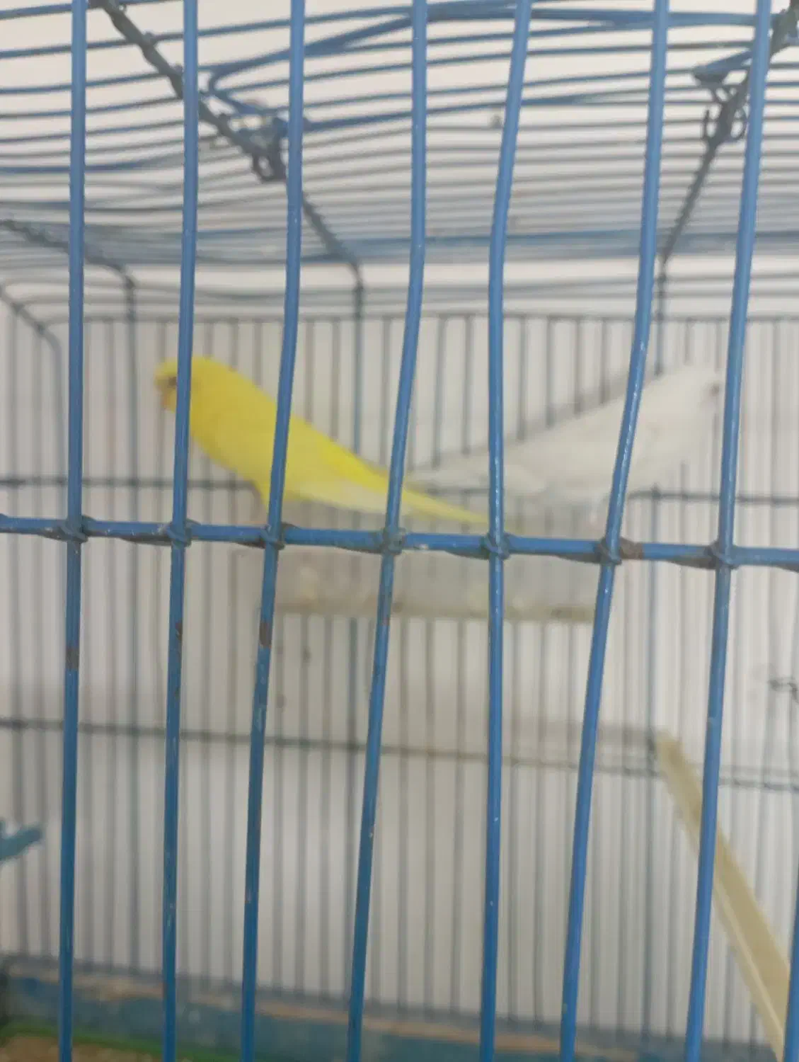 مرغ عشق|پرنده|محمدشهر, محمدشهر|دیوار