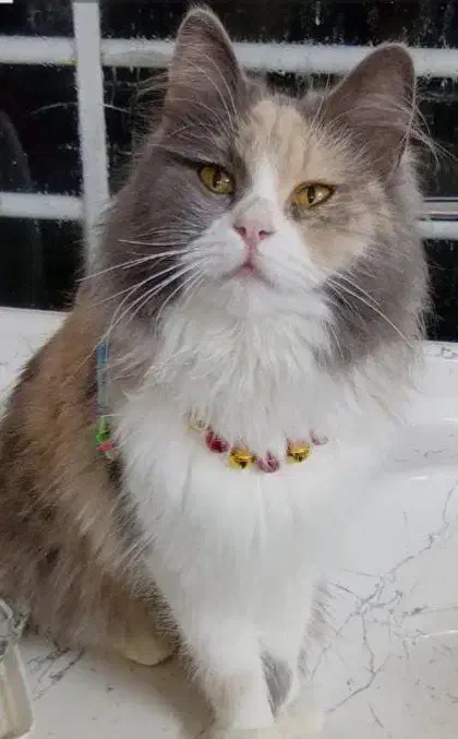 واگذاری|گربه|تهران, سوهانک|دیوار