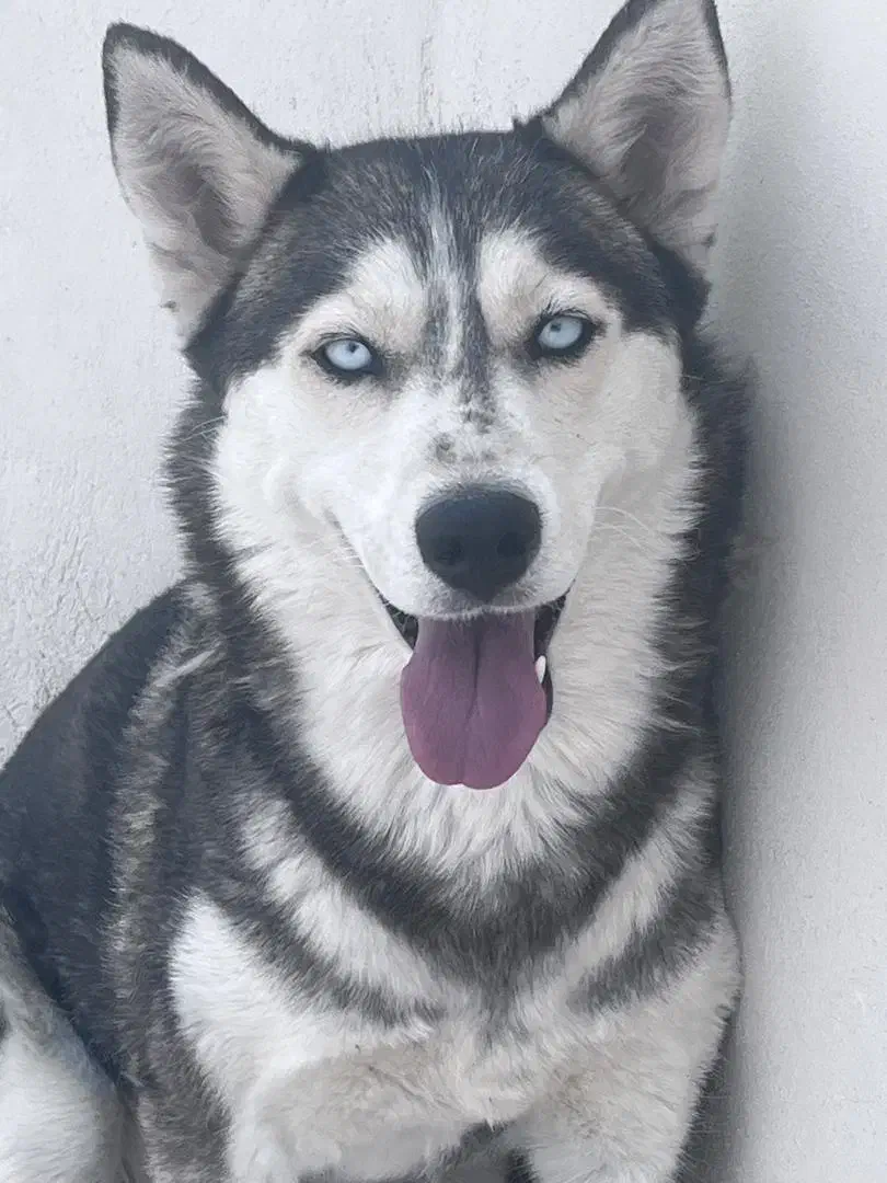 سگ هاسکی|سگ|اصفهان, کوی راه حق|دیوار