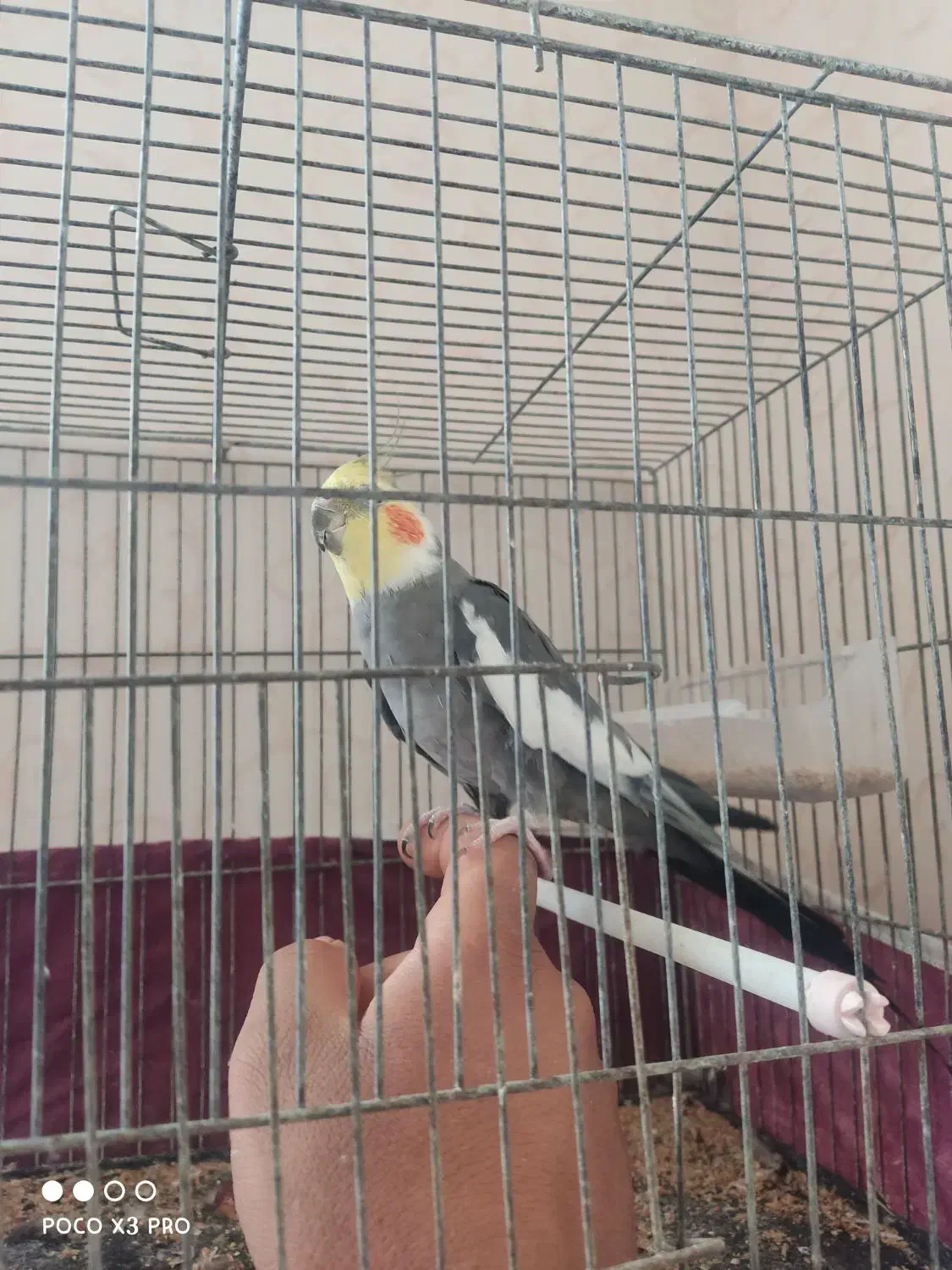 عروس هلندی نر|پرنده|مهریز, |دیوار