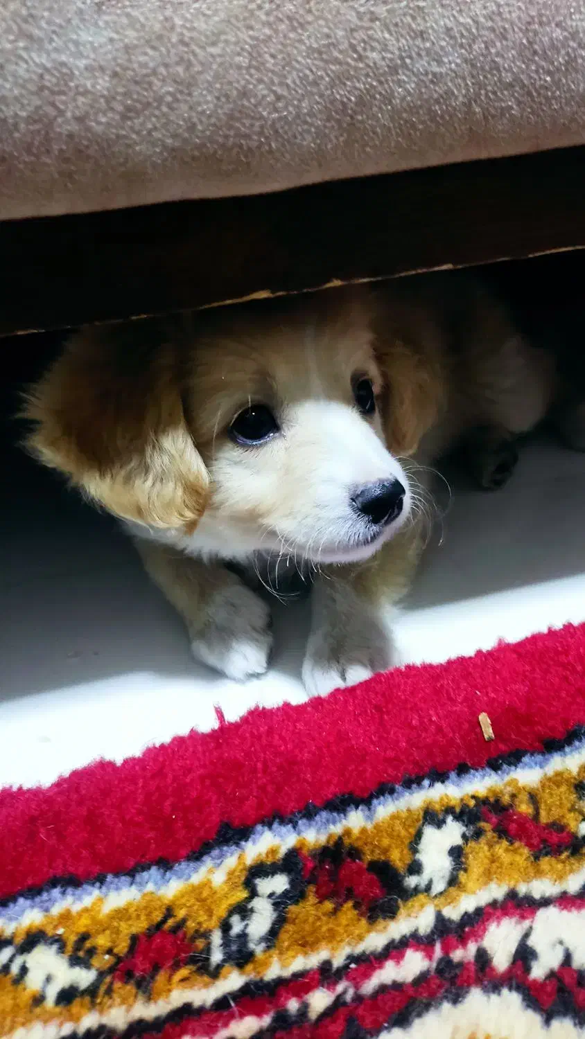 سگ پاکوتاه  پامر اشپیتز اصیل خانگی و تربیت شده|سگ|تبریز, |دیوار