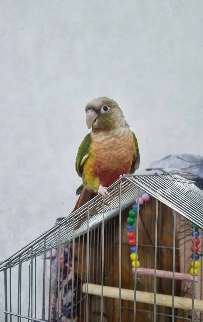 طوطی گرینچیک آناناسی رد|پرنده|بیرجند, |دیوار