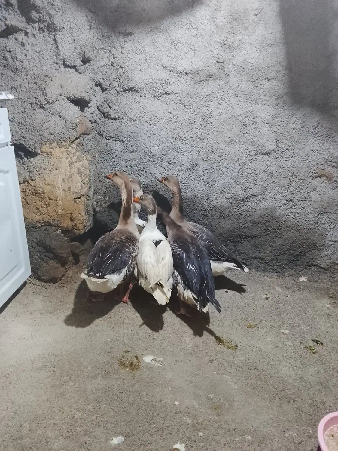 قاز محلی|حیوانات مزرعه|مریوان, |دیوار