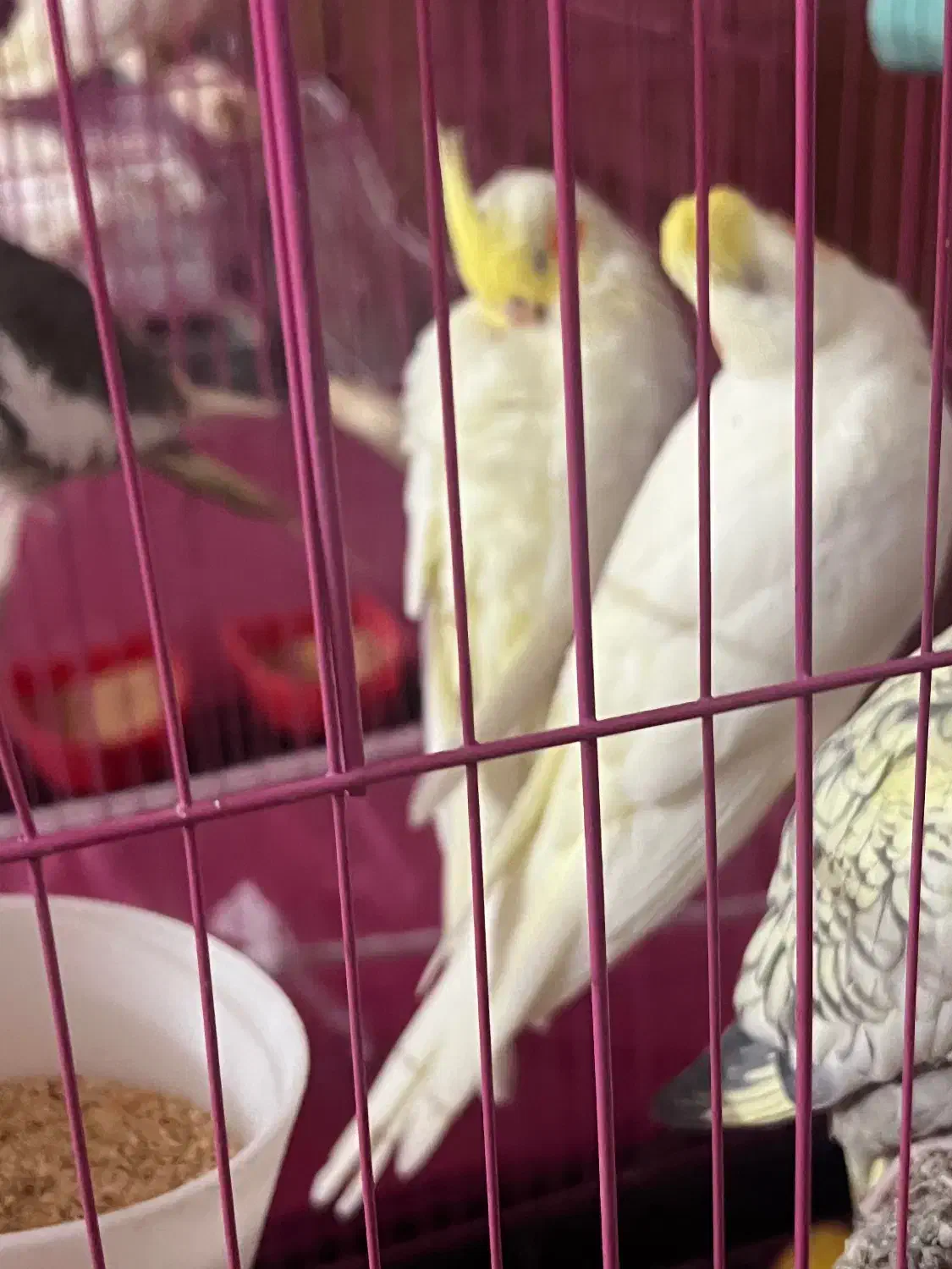 عروس هلندی دستی دونخور|پرنده|فسا, |دیوار