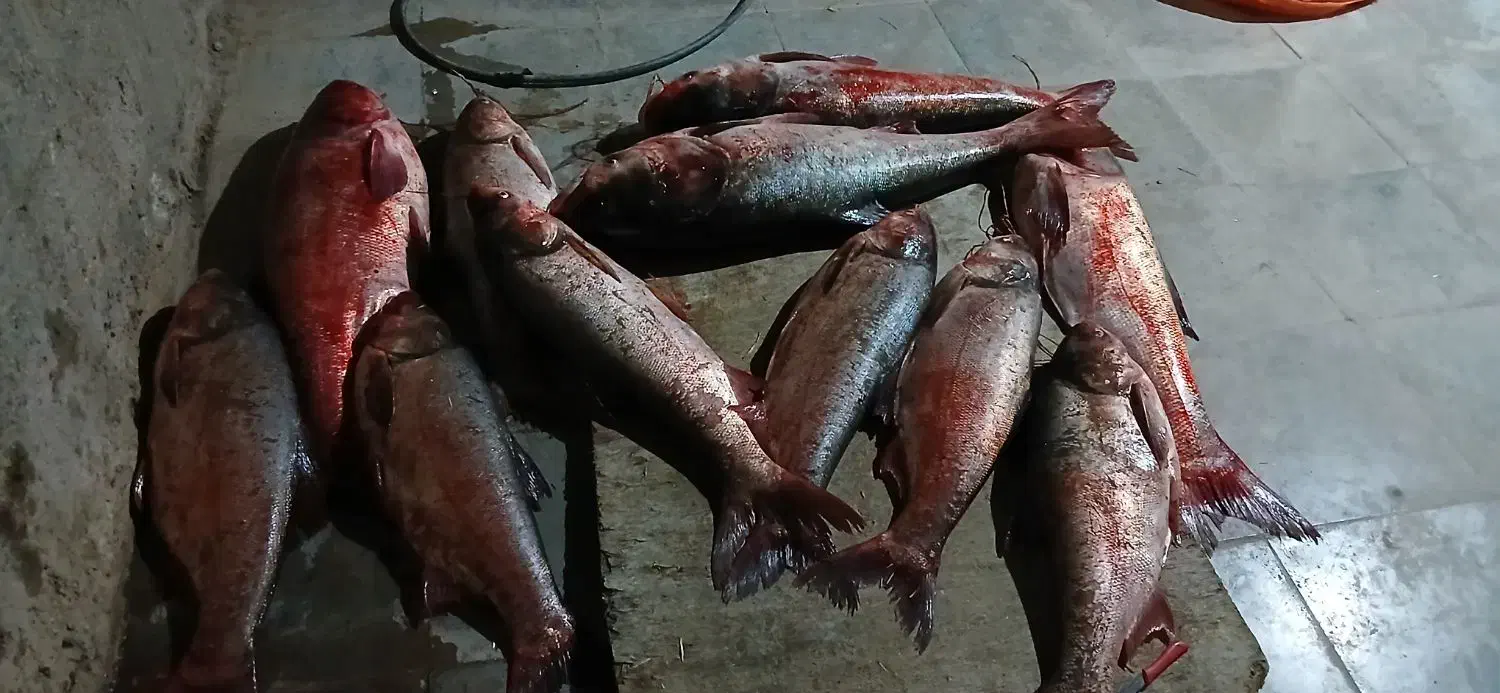 فروش ماهی|ماهی|داراب, |دیوار