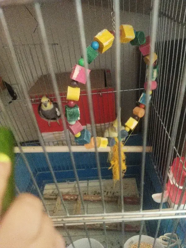 عروس هلندی|پرنده|شهر ری, سیزده آبان|دیوار