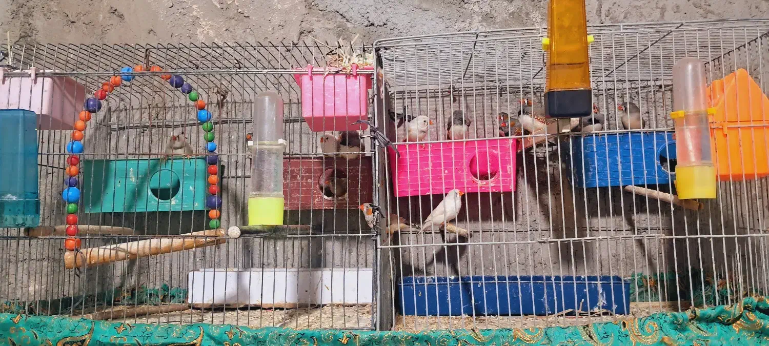 فنچ|پرنده|بندرعباس, |دیوار