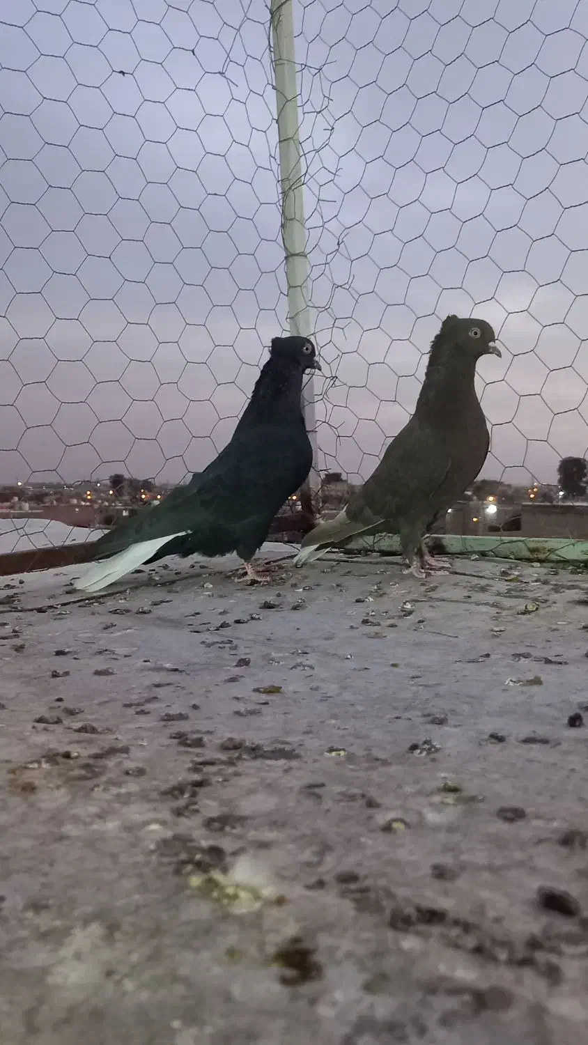 دم سفید نر و ماده|پرنده|مرودشت, زنگی آباد|دیوار