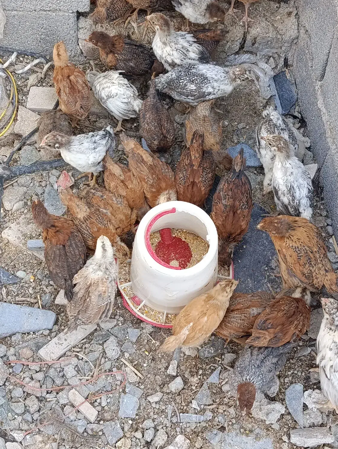 جوجه مرغ ۴۵ روزه گلپایگانی|حیوانات مزرعه|ماهدشت, |دیوار