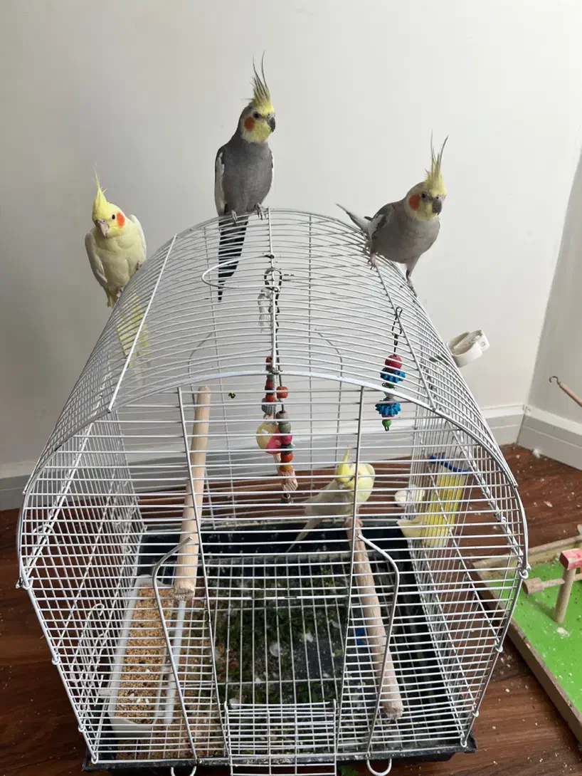 عروس هلندی دستی|پرنده|تهران, سهروردی|دیوار