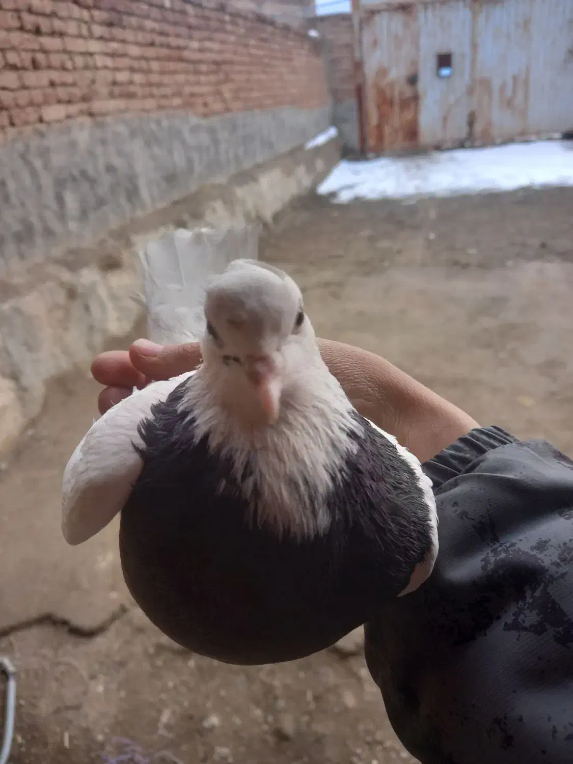 کبوتر طوقی|پرنده|ملکان, |دیوار