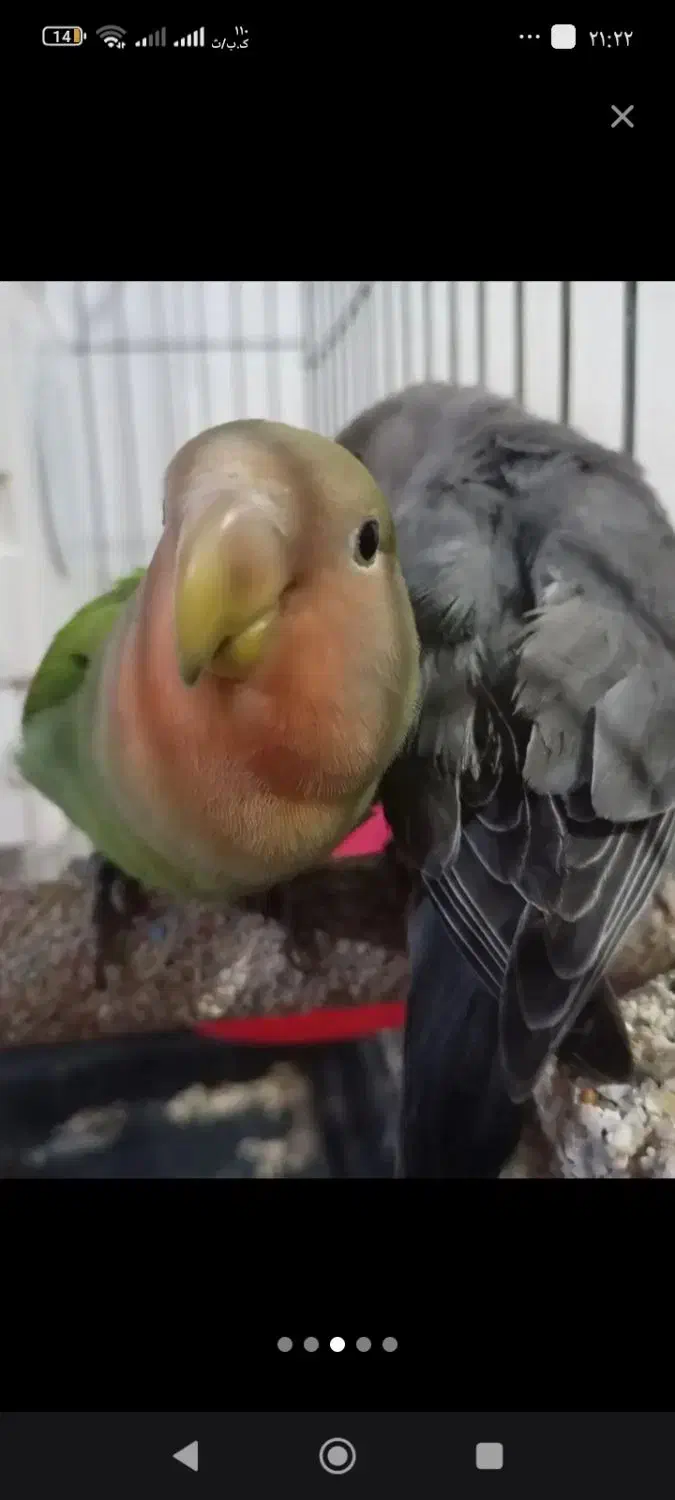 طوطی برزیلی رام|پرنده|سقز, |دیوار