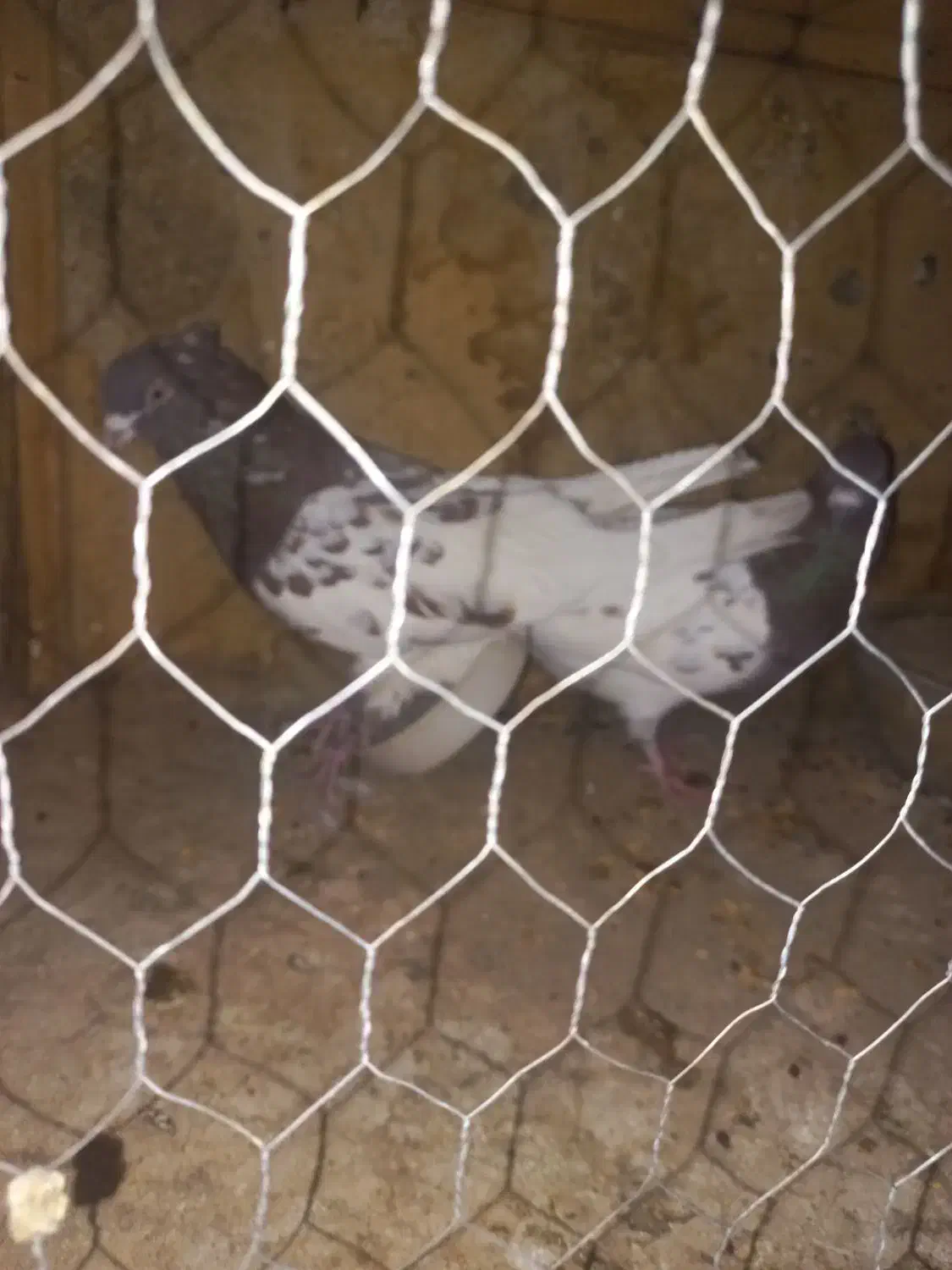 جفت کله سرخ فروشی|پرنده|بهمن صغاد, |دیوار