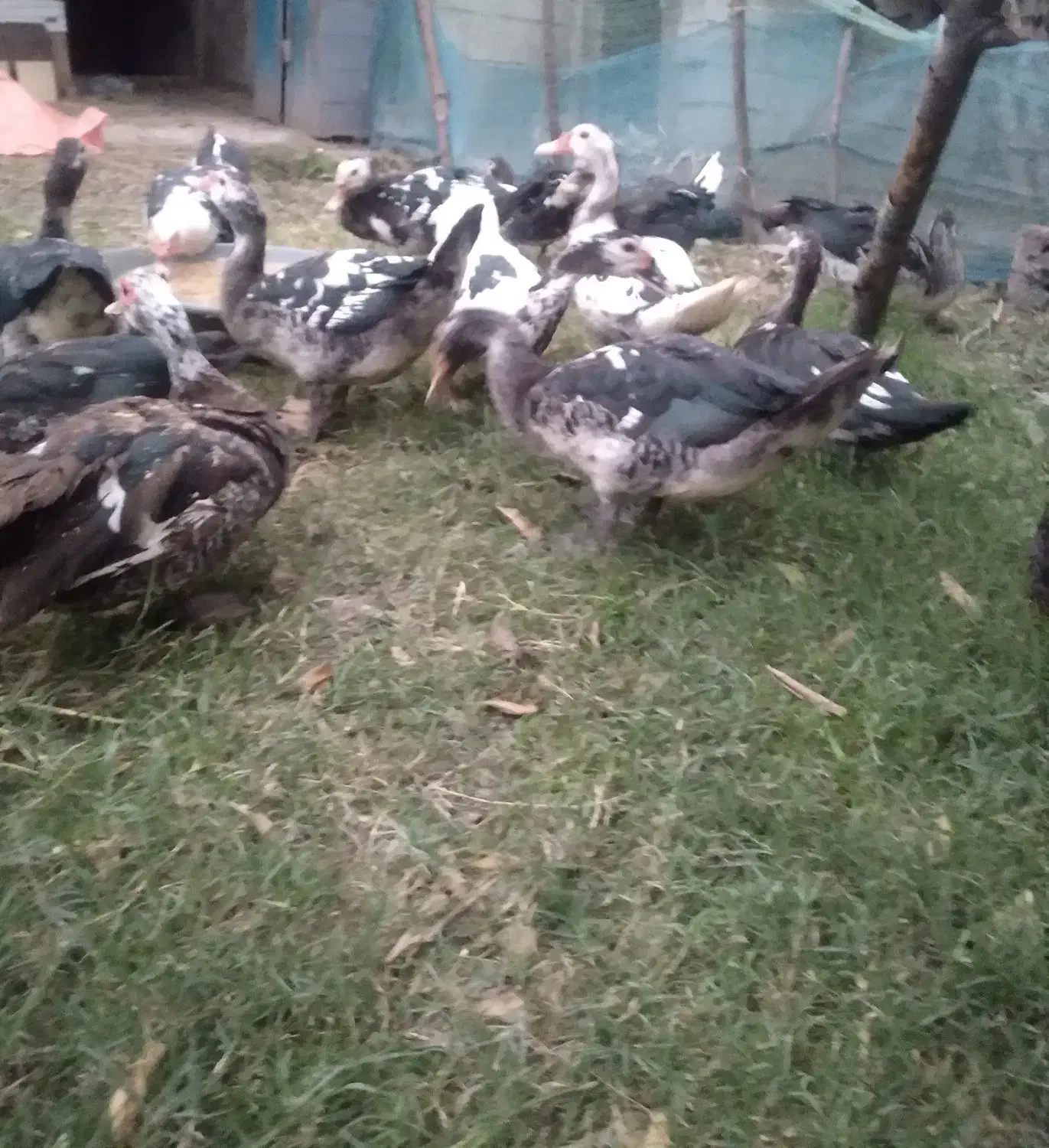 اردک اسراییلی سنگین وزن|حیوانات مزرعه|سنگر, |دیوار