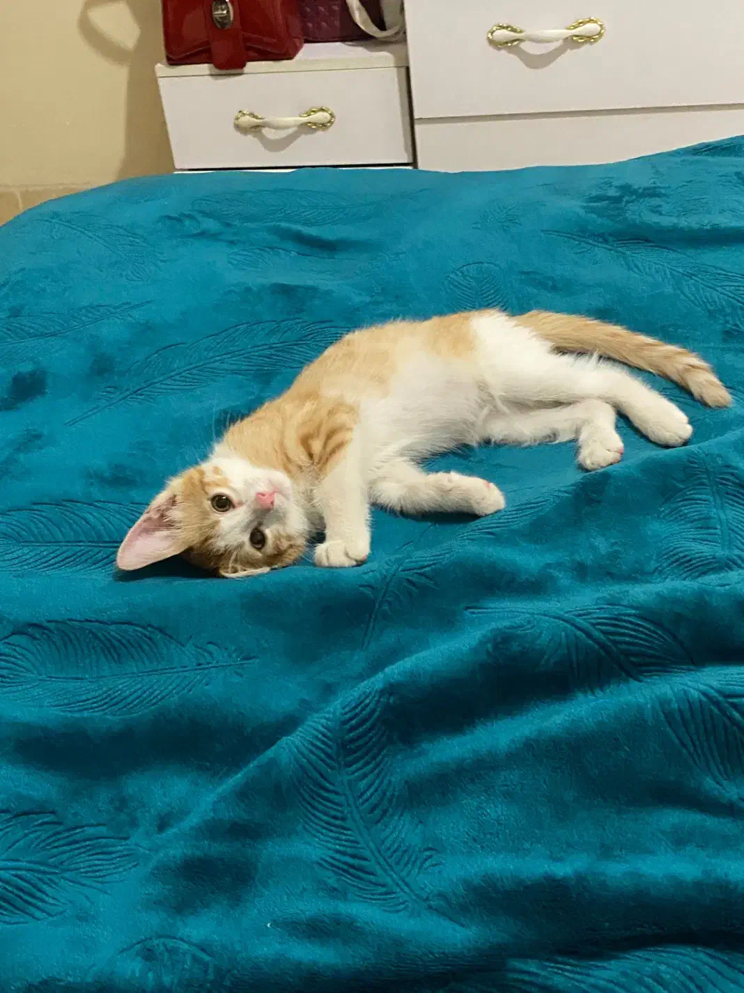 واگذاری رایگان گربه|گربه|کرمان, |دیوار