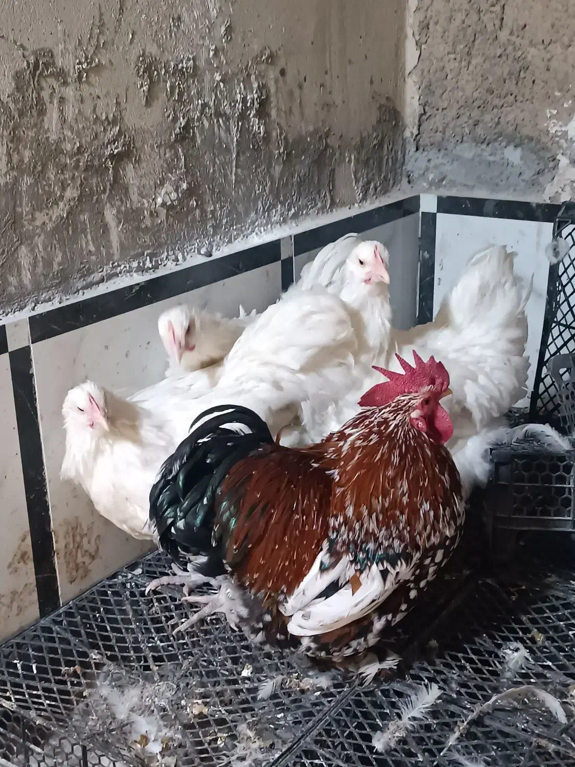 مرغ اورپینگتون-خروس کوشین|حیوانات مزرعه|تاکستان, |دیوار