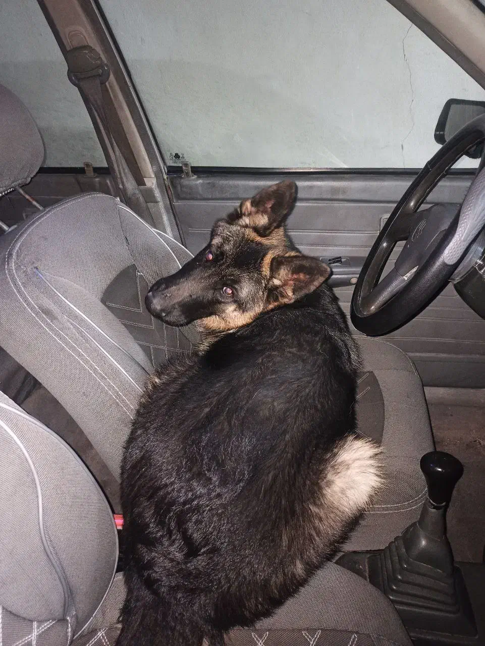 سگ گمشده|حیوانات|شیروان (خراسان), |دیوار