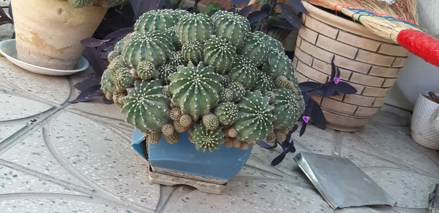 گلدان پر از گلهای کاکتوس|گل و گیاه طبیعی|اصفهان, سرتاوه|دیوار