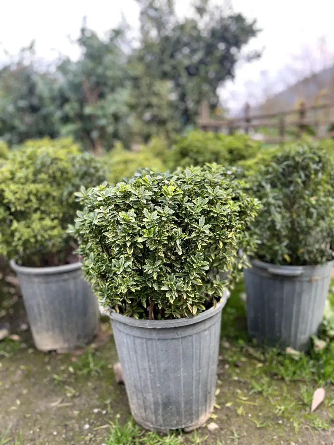 فروش گل کاملیا، ونعنایی ،پایه مورد،|گل و گیاه طبیعی|چابکسر, |دیوار