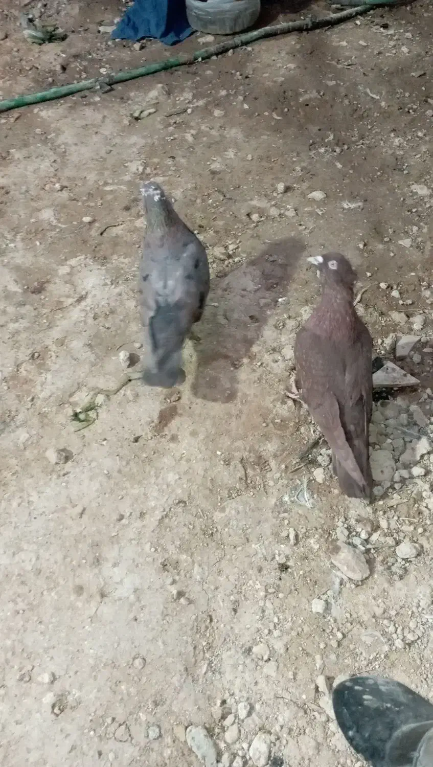 کفتر تافته‌ای سرخ دم سفید|پرنده|شیراز, جوادیه|دیوار