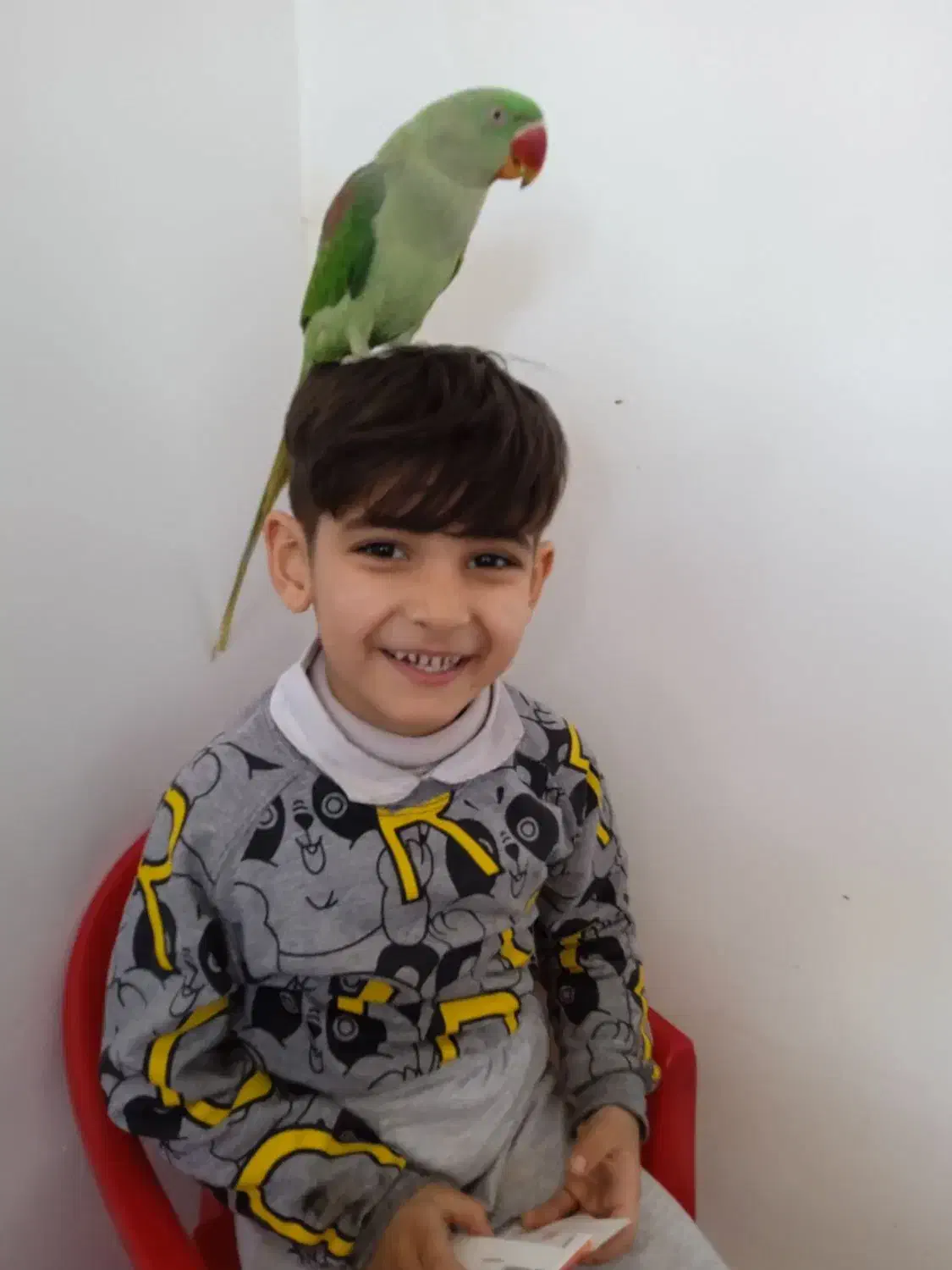 شاه طوطی|پرنده|محمدیار, |دیوار