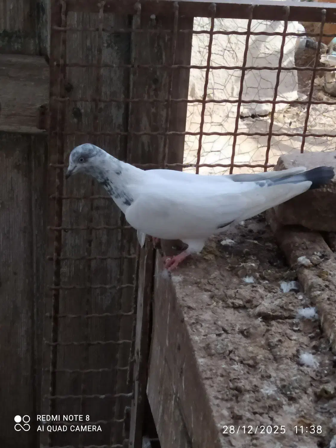 رنگی|پرنده|گنبد کاووس, |دیوار