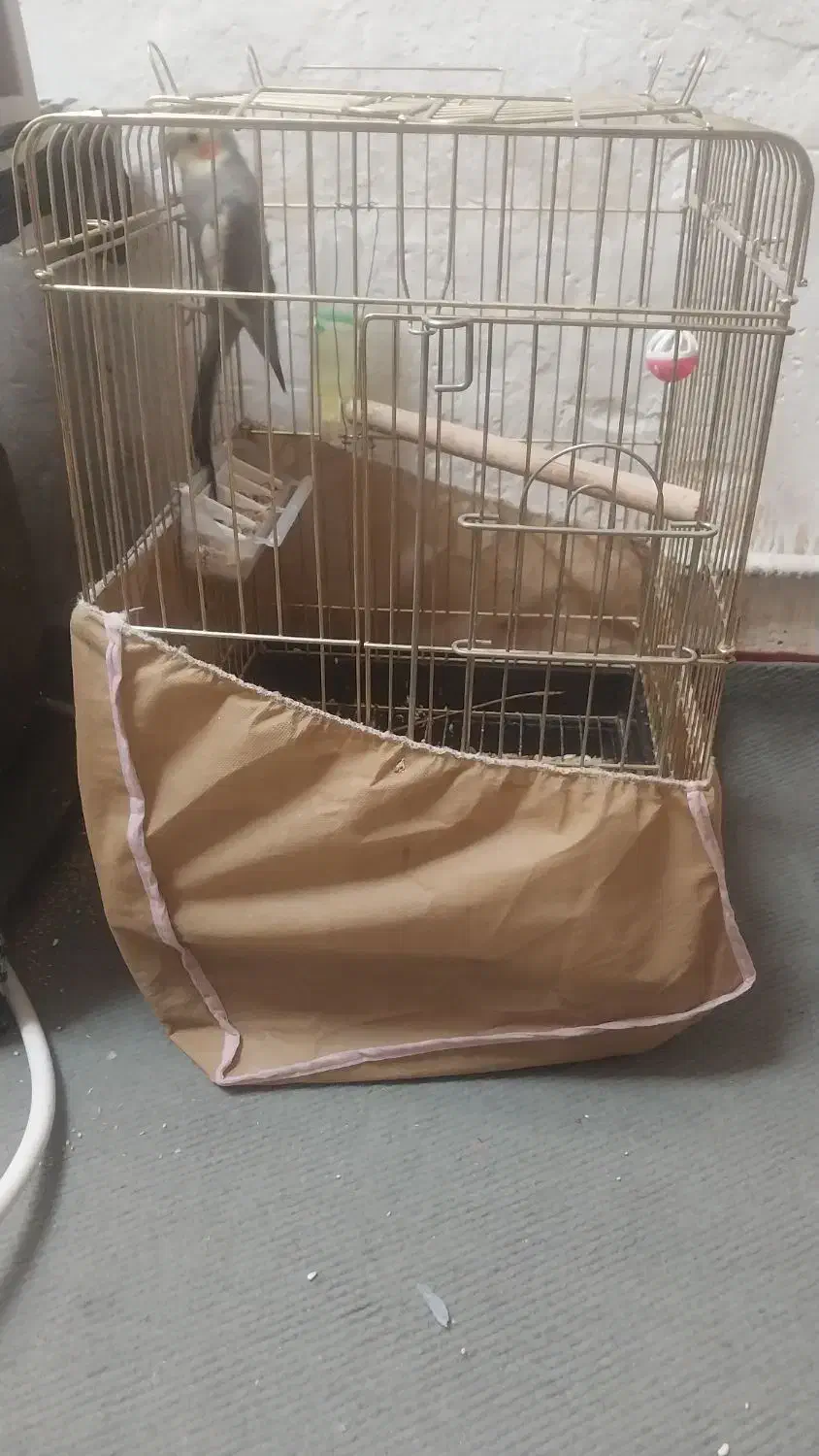 عروس هلندی نر|پرنده|پاکدشت, پاکدشت (مامازند)|دیوار