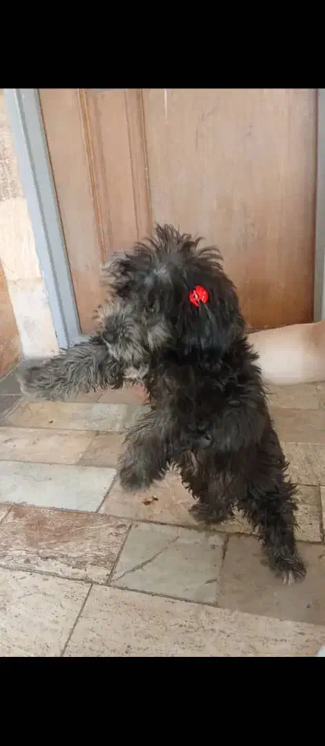 شیتزو تیلر|سگ|ورامین, ورامین|دیوار