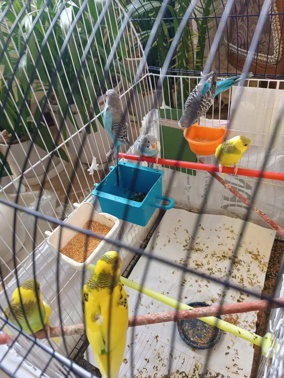 6 تا مرغ عشق معاوضه با عروس هلندی نر سخنگو|پرنده|گلبهار, شهر جدید گلبهار|دیوار