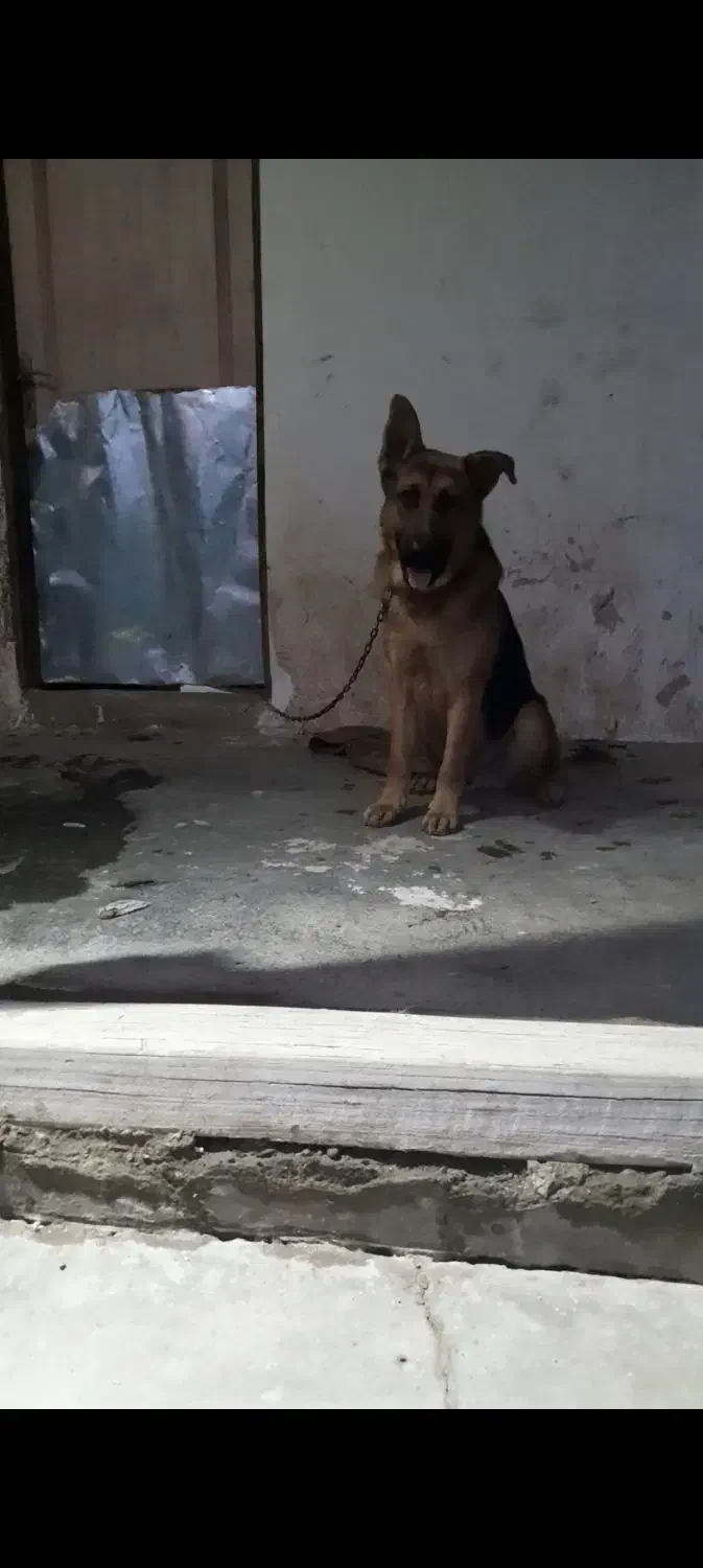 سگ ژرمن نگهبان|سگ|رشت, پسیخان|دیوار