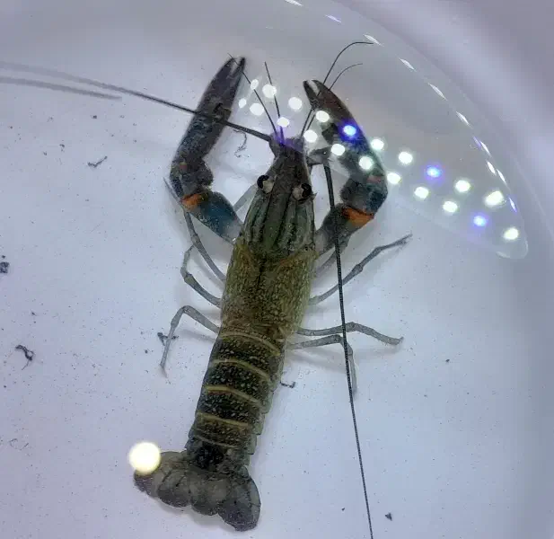 لابستر نر آبی استرالیایی|ماهی|مشهد, عبادی|دیوار