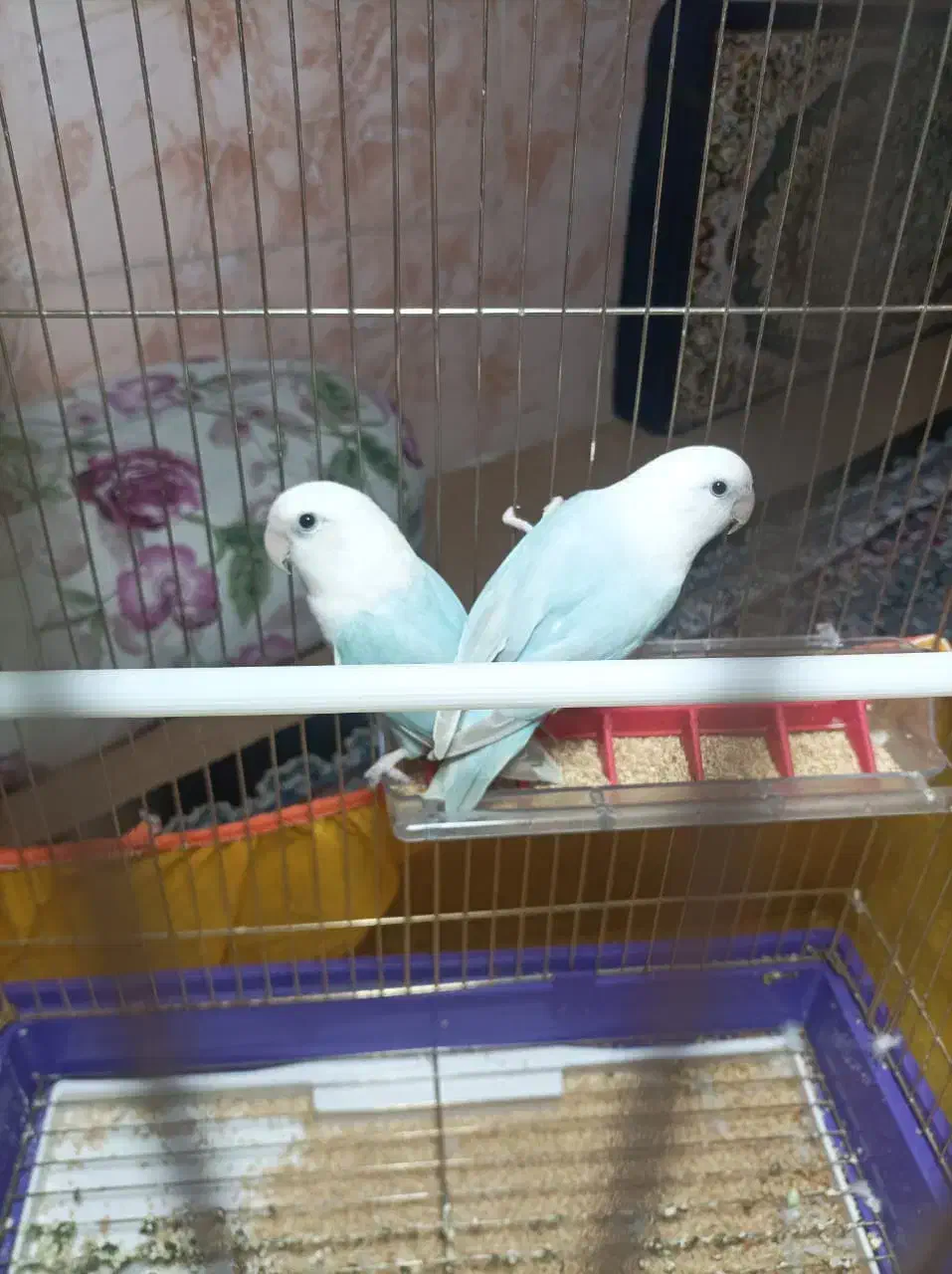 فروش یک  جفت کوتوله رودخانه ماشنگی|پرنده|رودخانه, |دیوار