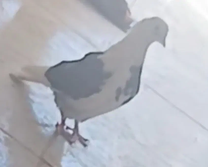 کفتر گمشده|حیوانات|تویسرکان, |دیوار