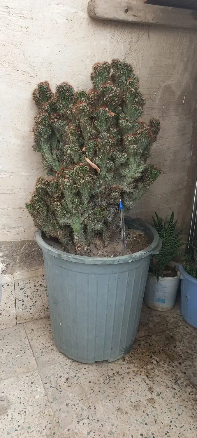 کاکتوس صخره ای|گل و گیاه طبیعی|خسروشاه, |دیوار