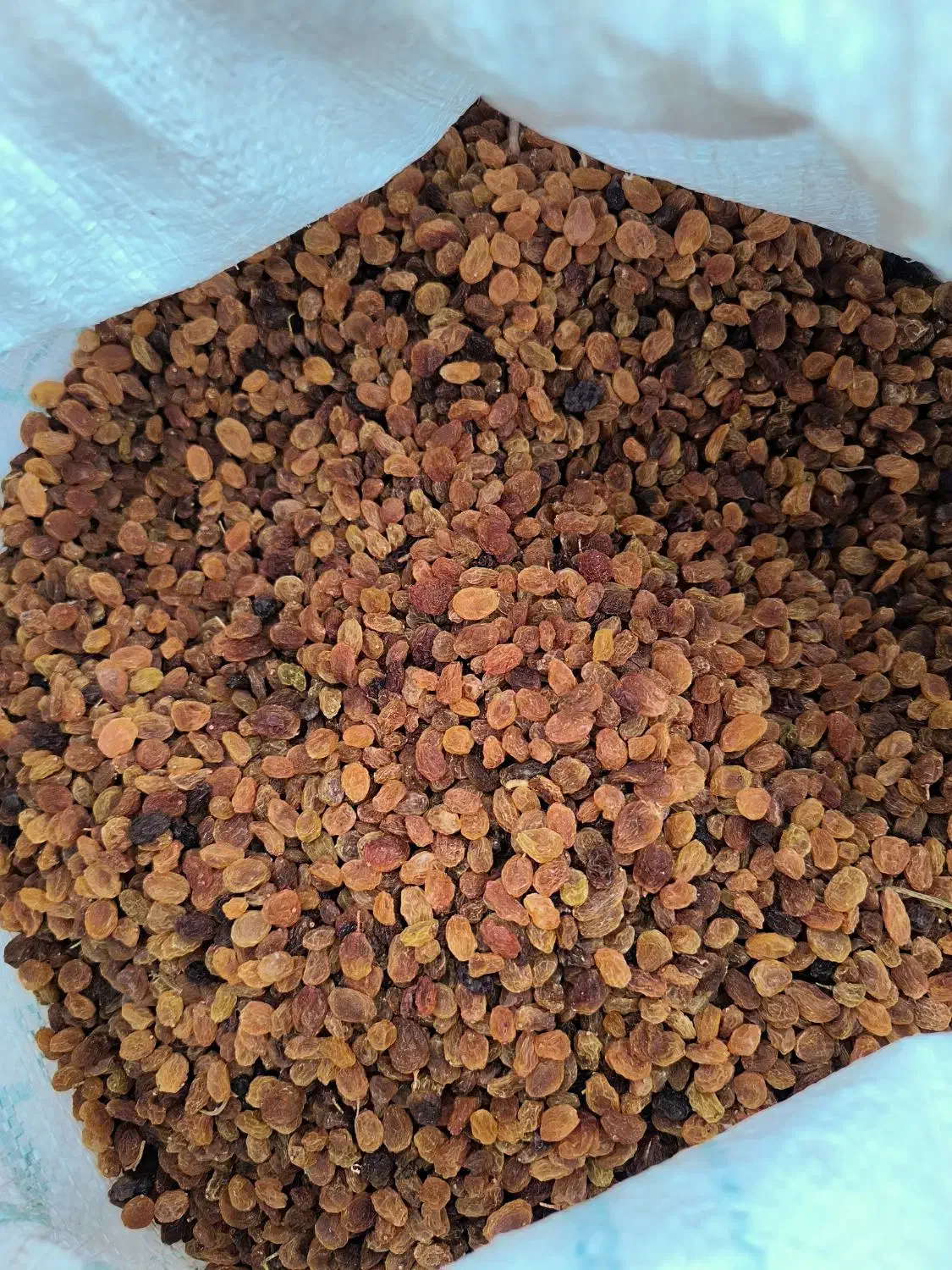 کشمش تیزآبی کشمش آفتابی گله کشمش پلویی مویز کشمش|خوردنی و آشامیدنی|مشهد, امیریه|دیوار